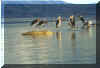 Lago_Chamo.jpg (11656 byte)