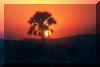 Tramontonamibia.jpg (5789 byte)
