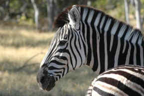 Zebre nella riserva Moremi
