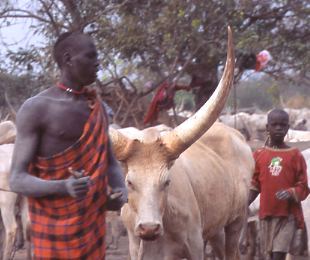 pastore dinka di Bor