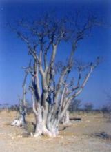 Albero Moringa della Foresta degli Spiriti