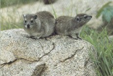 Procavia