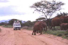Safari nei parchi
