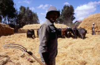 la battitura del teff in Etiopia